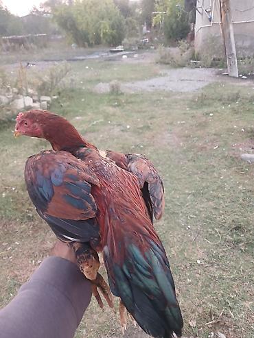 silkie ipək toyugu: Məhsul: Gənc xoruz (yerli qarışıq cins) Təsvir:40 manat - — 1