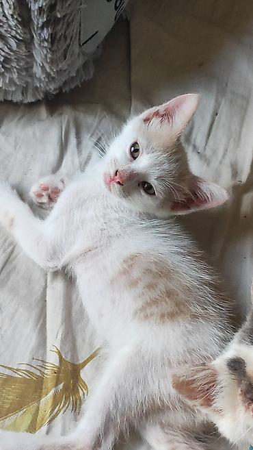 Кошки: Самовывоз — 1