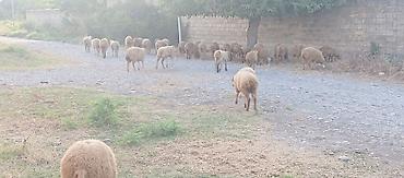 gəncə toyuq satan: 34 baş quzu satilir ünvan Ağsu.
istəyən olsa video su var — 2