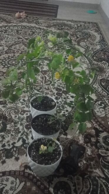 Китайская роза (Гибискус): Китайская роза (Гибискус) — 3