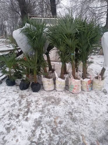 растение тропическая пальма: И Зимой и Летом одним цветом