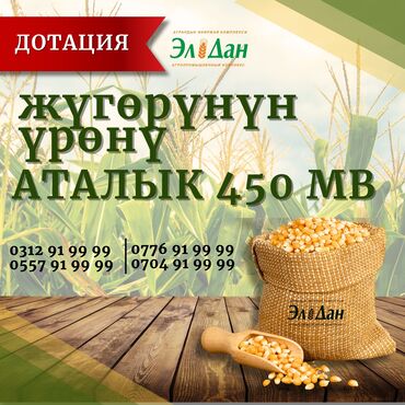 продаю опалубки: Уруктар дандын: Жүгөрү, Өзү алып кетүү