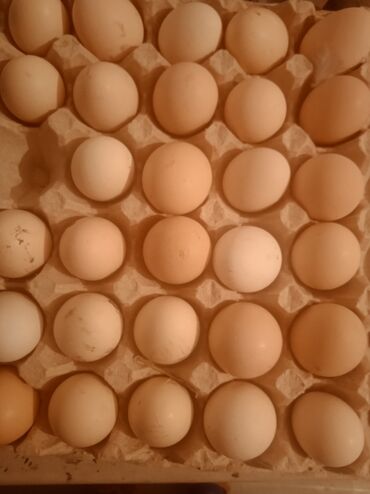 купить яйцо бройлера инкубационное: Продаю | Инкубационные яйца | Домашняя | Для разведения