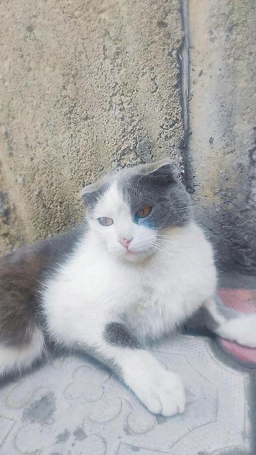 кошки скотиш фолд: Шотландская вислоухая кошка (Scottish Fold) - Окрас: бело-серый — 2