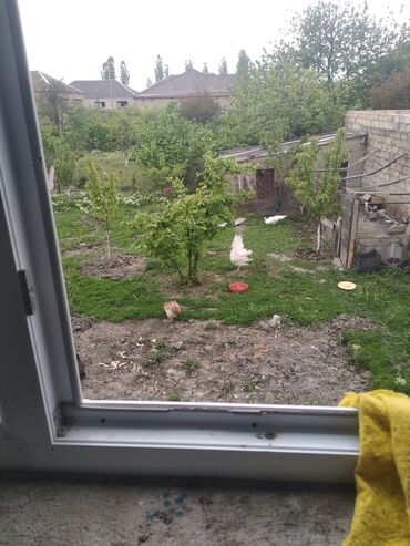 tovuz quşu: Salam aleykum. satışda ag tovuzquşu xoruzu var. bir yaşı olub. barter