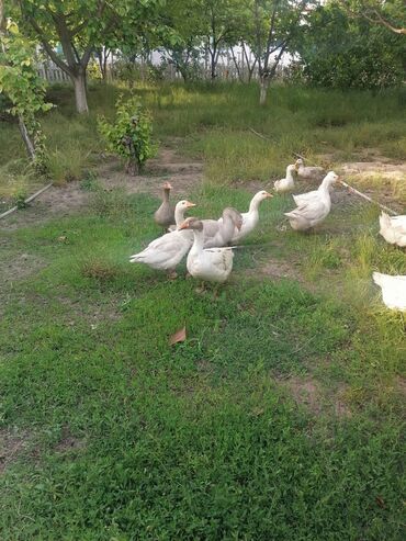 Digər quşlar: 5 yerli qaz 4 fere 1 erkek 3 Russ Linda 2 fere 1 erkek Kuban lalafo.az -da Digər quşlar: 5 yerli qaz 4 fere 1 erkek 3 Russ Linda 2 fere 1 erkek Kuban