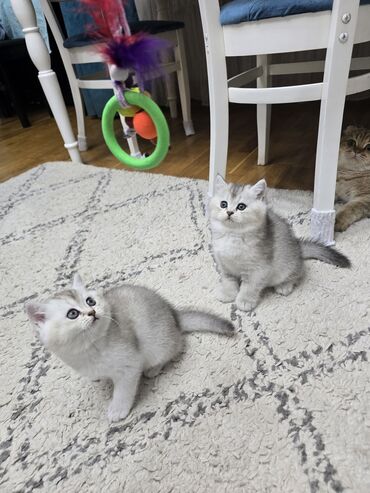 Pişiklər: Şotland, Ünvandan götürmə -da lalafo.az — 4 Pişiklər: Şotland, Ünvandan götürmə — 4