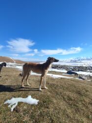 продам бу оборудование для птицефабрики: Русский борзая охотничий тайган или лайкага алмашам