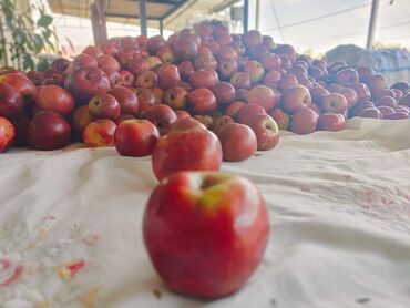 Souslar və ədviyyatlar: Evdə,təbii üsulla hazırlanmış(GMO-suz) Qəbələnin QIZILƏHMƏDİ — 5