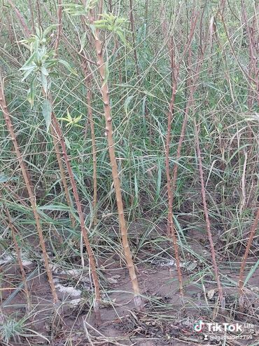 Şitillər: Məhsul: Gül kolları (qızılgül) Təsvir: - Şəkillərdə müxtəlif rəng və — 16