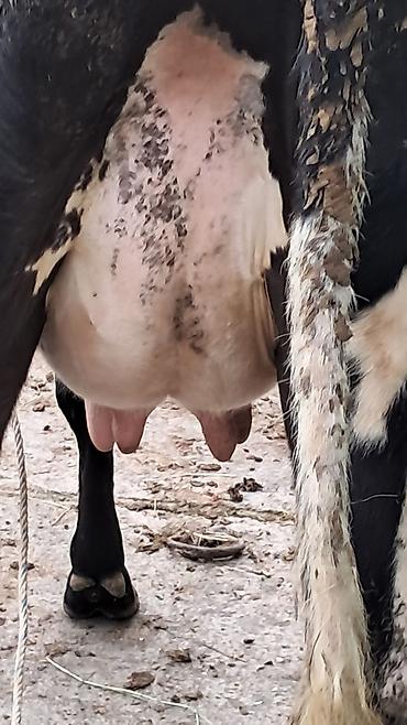 Inəklər, öküzlər: Dişi, Simental, il: 3, 550 kq — 1