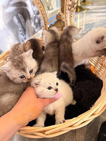 Pişiklər: Britan — 4