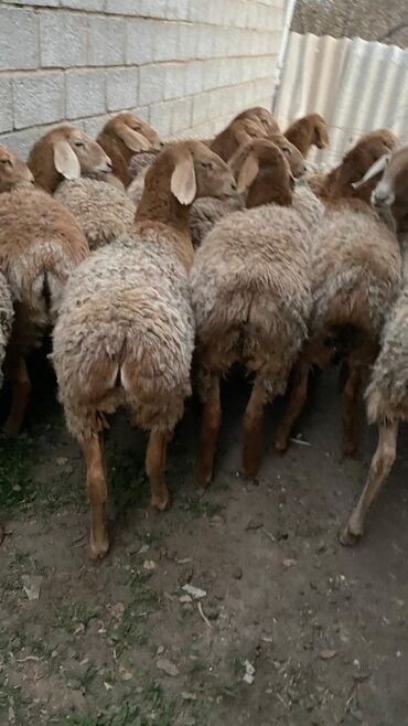 Бараны, овцы: Продаю | Овца (самка) | Арашан | Для разведения | Матка — 5