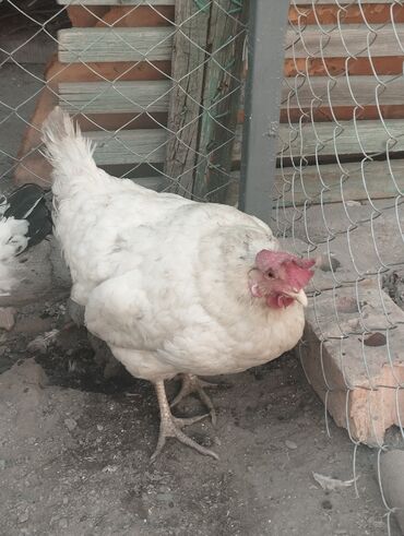 купить горох кормовой: Сатам | Тооктор | Жумуртка туудуруу үчүн