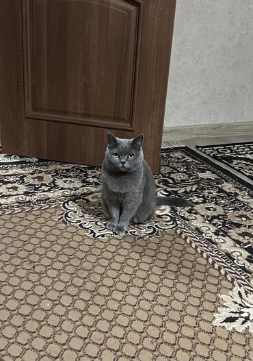 щенка немецкой овчарки: Британская короткошёрстная, 5 лет, Девочка, Серый, Приучена к лотку