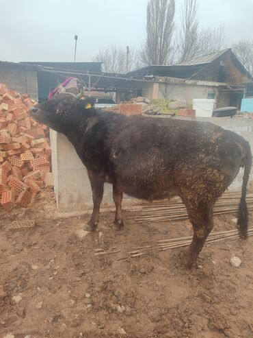 куплю быков село константиновке: Продаю глубоко стельных первотелок