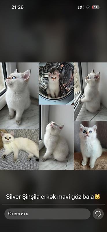 Pişiklər: Şotland — 8