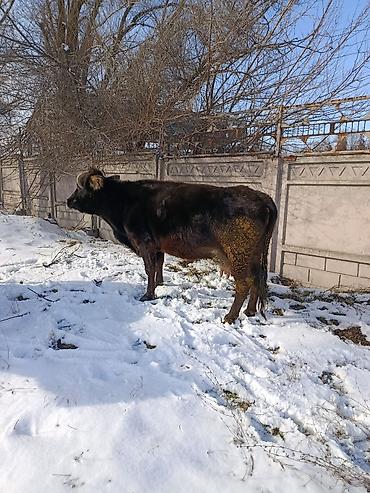 Коровы, быки: Продаю | Корова (самка) | Для молока — 27