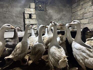 Qazlar: Qaz Sürüsü Satılır. 22 Dənədir. Tək-Təkdə Satmaq Mümkündür. Ünvan Qala — 4