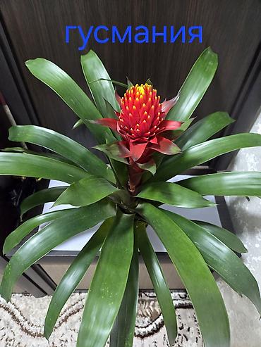 Пальмы: Хамедорея изящная (комнатная пальма) - В наличии взрослые кусты в — 27