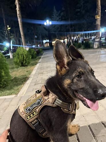 alman afcarkası satışı: Alman çoban iti, 6 ay, Erkək, Sənədli, Pulsuz çatdırılma — 7