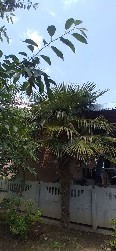 palma ağacı qiyməti: Palma ağacıdı.Masallıdadı.Uzunluğu 4 metr olar.Razılaşma yolu ilə