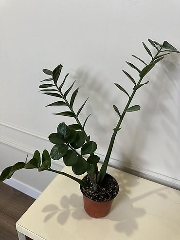 замиокулькас: Замиокулькас (Zamioculcas zamiifolia), комнатное растение в горшке — 1