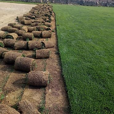 Toxumlar: Super qazon enli yarpaq sıx və alaqsız hörmetli ve deyerli — 3
