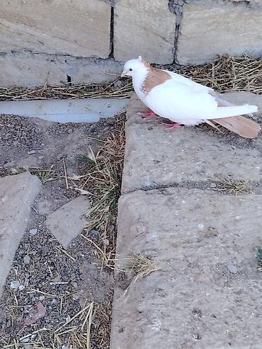 göyercin yuvası: Sari kekili kohe cins təmiz qandi erkeydi Təsvir: - Rəng: ağ gövdə — 3