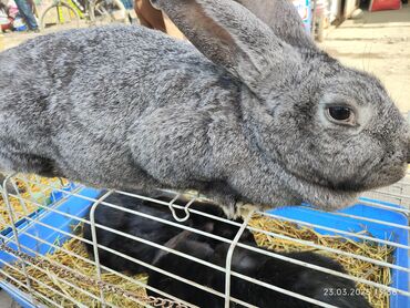 Кролики: Продаю | Кролик самец | Французский баран | Для разведения | Племенные — 5