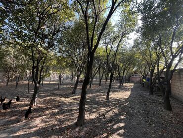 qebelede torpaq sahesi satilir: 7 sot, Tikinti, Mülkiyyətçi, Kupça (Çıxarış)