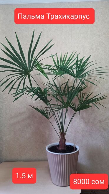 Башка бөлмө өсүмдүктөрү: Продаю домашние растения. Пальма Трахикарпус цена 8000 сом. Монстера