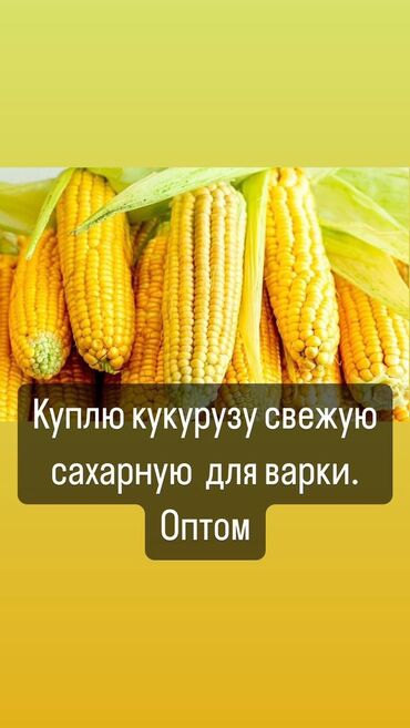 Овощи: Кукуруза Оптом