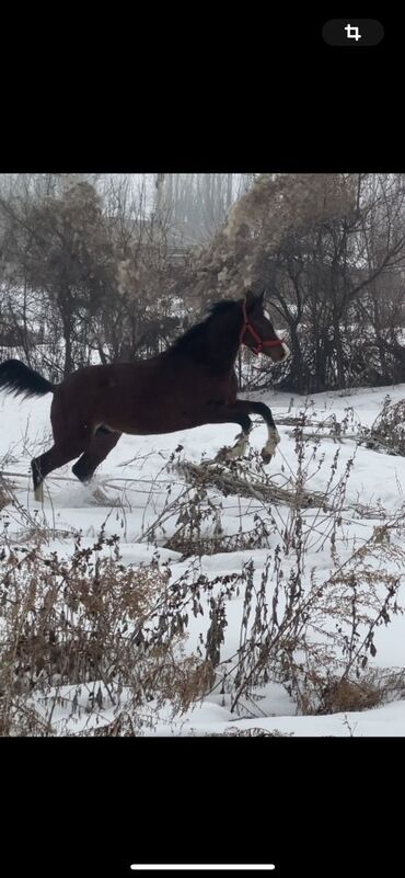 ат ахилес: Сатам | Stallion | Half-breed | Horseback Riding