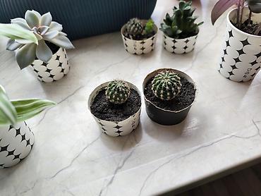 Otaq bitkiləri: 🌵 Kaktuslar satılır! 💚 🌱 Sağlam, baxımlı və yeni sahibini gözləyən — 2