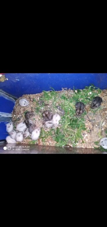 hamster satışı: Cunqarskiy cunarik ev xamakları əl rucnoy xamyaklar cunqariklar