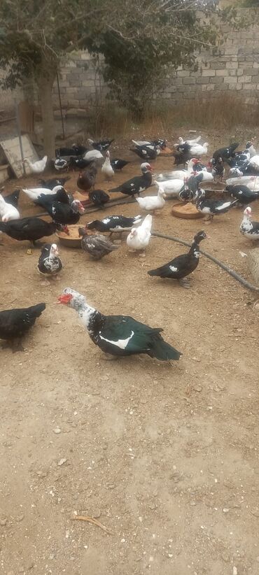 simental inekler azerbaycanda: Macar və krasnadar sortudurlar balaları 7 manata özləri isə 40 manata
