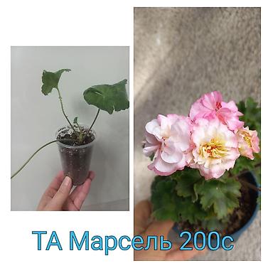 Другие садовые цветы и кустарники: Абутилон (комнатный клён) — саженцы в стаканчиках. Сорт с крупными — 8