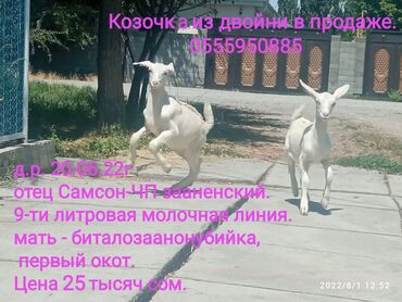где купить яйца бройлеров для инкубатора: Сатам | Эчки (ургаачы), Улак | Аргын, Заанен | Көбөйтүү үчүн, Сүт алуу үчүн | Асыл тукумдуу