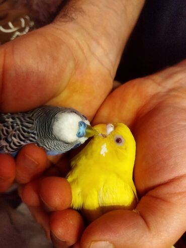 Tutuquşları: Məhəbbət quşları satilir cüt əl quslari bala verməyə meili təcili — 9