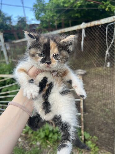 добрые руки котята: Котята