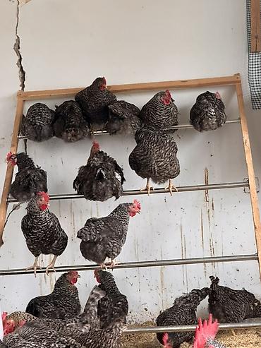 Toyuqlar: Toyuq, Damazlıq, Ödənişli çatdırılma — 5