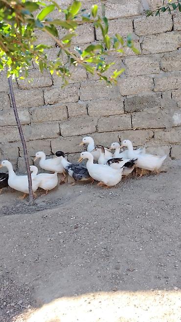 Bülbüllər: Ördək — 3