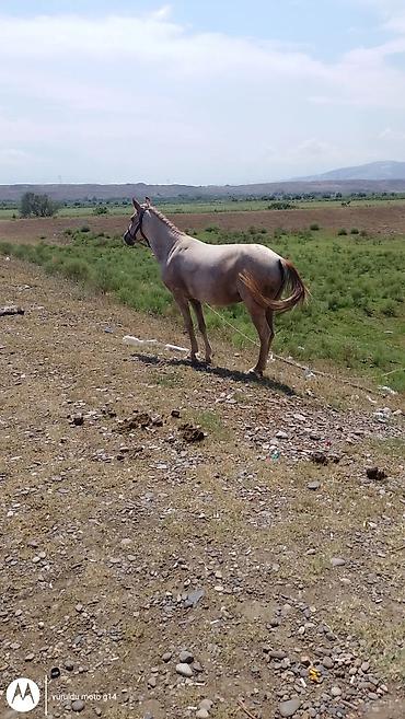sultan qusu qiymeti: Dişi, il: 4 — 1