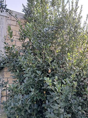 puste ağacı: Dəfnə ağacı (laurel) təqdim olunur. Şəkillərdə göründüyü kimi bitki — 1