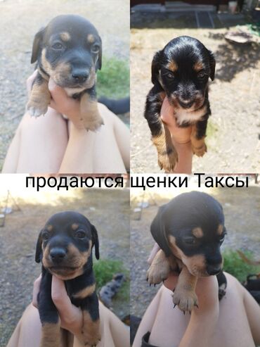 Собаки: Продаются щенки Таксы 2 мальчика 2 девочки чистокровные, без