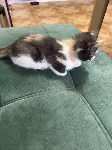 пародистый кот: Котёнок 2 месяца есть 1 прививка кошечка, окраc дымчато-серый с — 3