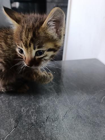 котята простые: 2 месяца, Мальчик, Приучена к лотку — 2