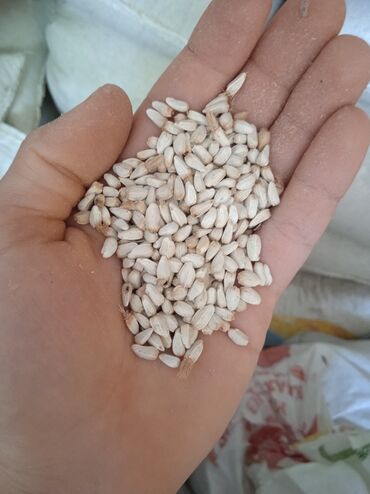 купить семена сафлора: Прадаедся сафлор
