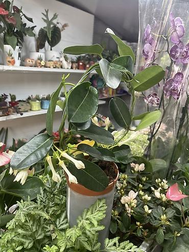 стефанотис: Стефанотис (Madagascar Jasmine) в горшке. Описание: - Вьющийся — 1